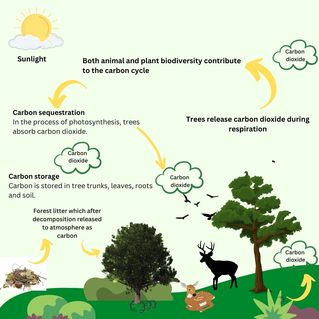 Forest Management & Carbon: Strategies for Climate Mitigation